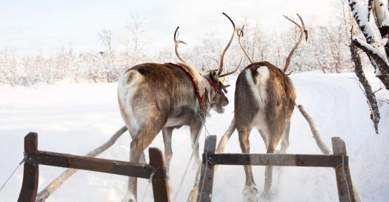 KIRUNA: Sami Reindeer Experience - Comparing Similar Experiences in Kiruna