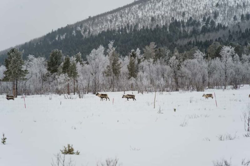 Kiruna: Small Group Snowmobile with Snacks - Wildlife and Animal Track Spotting