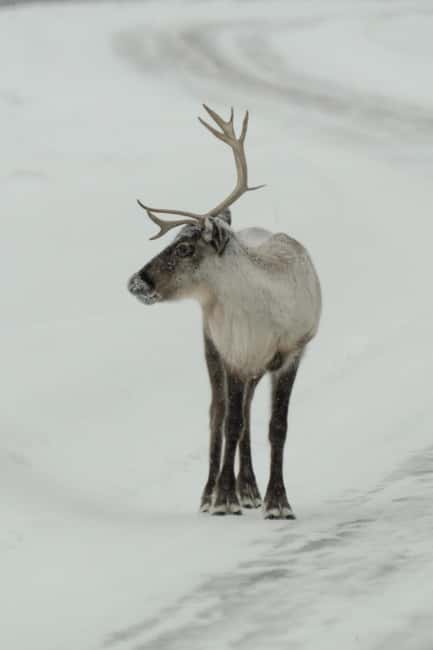 Kiruna: Small Group Snowmobile with Snacks - Safety and Practical Information for Participants