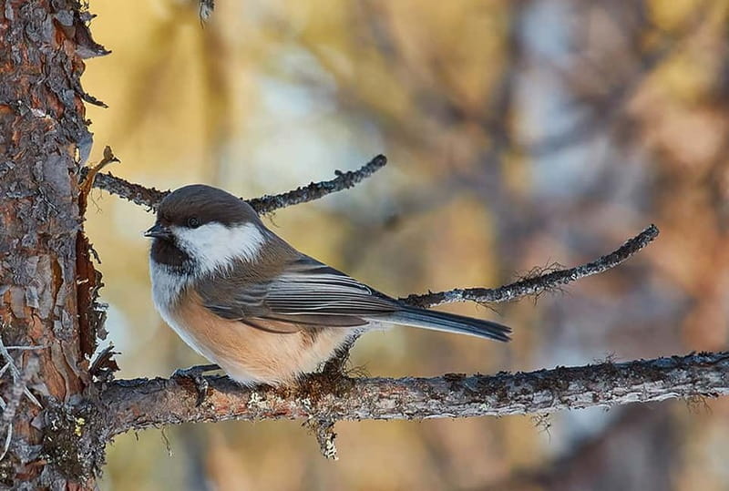 Kiruna: Wildlife and nature photography - Key Points