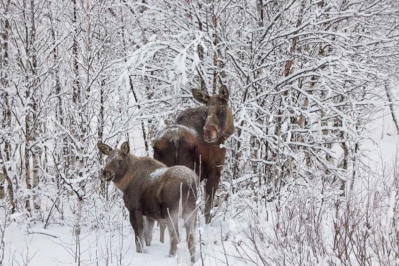 Kiruna: Wildlife and nature photography - Explore the Arctic with a Sami-Led Photography Experience