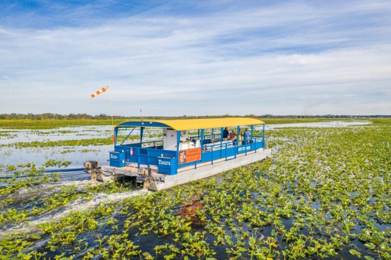 Kissimmee: 1 Hour Florida Everglades Pontoon Boat Tour - Key Points