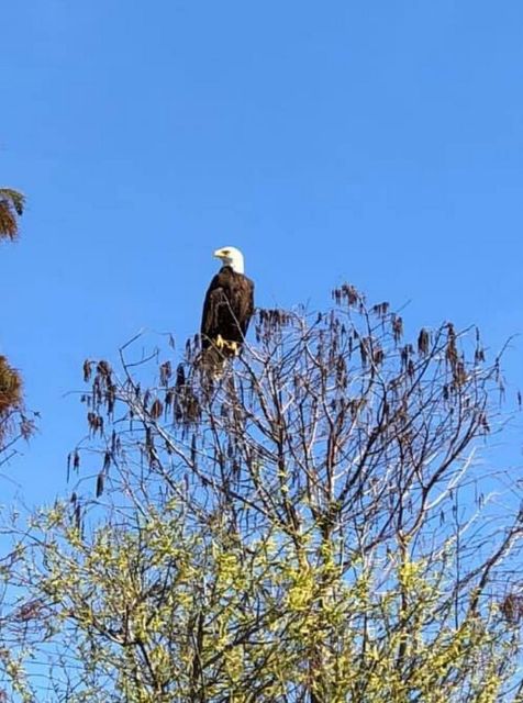 Kissimmee: 1 Hour Florida Everglades Pontoon Boat Tour - The Departure Point at Big Toho Marina in Kissimmee