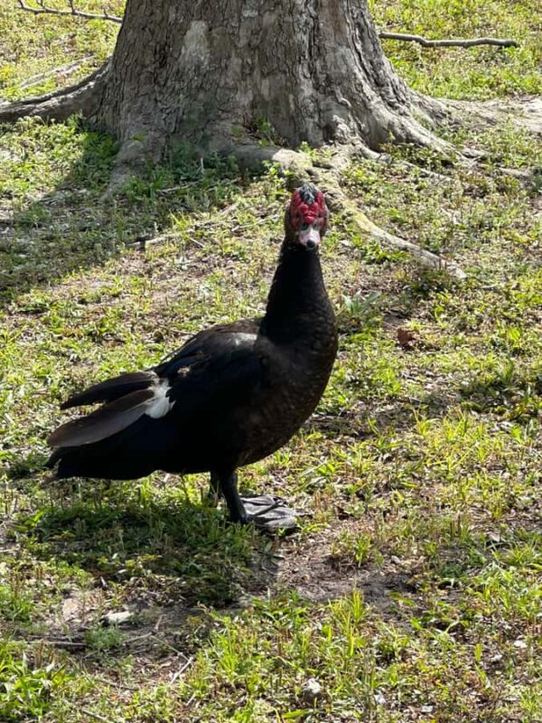 Kissimmee: 4-Hour Electric Mountain Bike Lakefront Tour - The Experience of the Electric Bikes