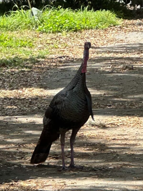 Kissimmee: 4-Hour Electric Mountain Bike Lakefront Tour - Who Will Appreciate This Electric Bike Tour?