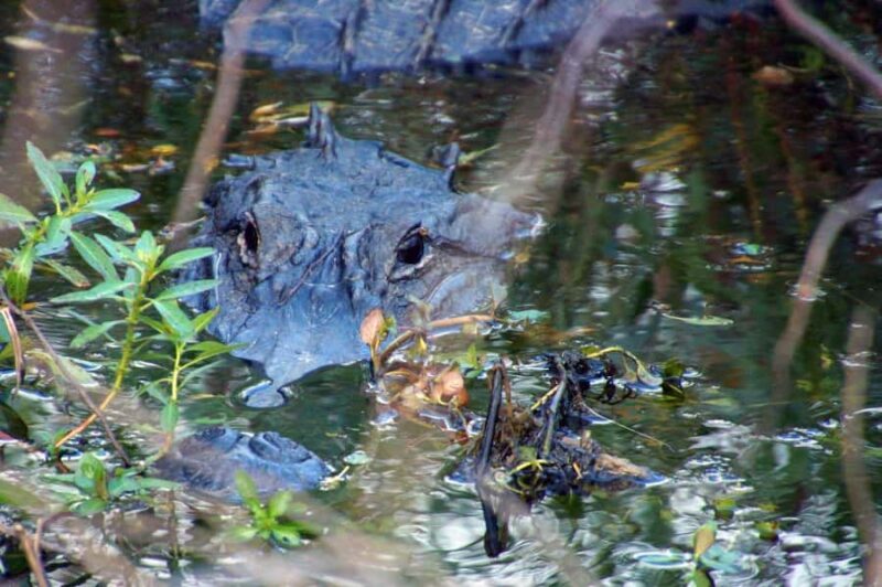 Kissimmee 90 minute Everglades Wildlife Airboat Tour - Discover the Extended Adventure of the Kissimmee 90-Minute Everglades Wildlife Airboat Tour