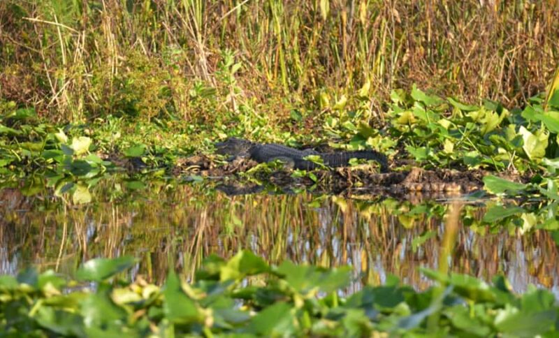 Kissimmee 90 minute Everglades Wildlife Airboat Tour - The 90-Minute Eco Airboat Experience
