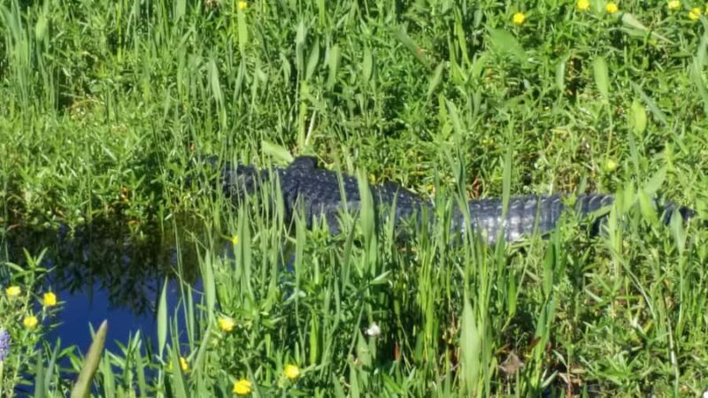 Kissimmee 90 minute Everglades Wildlife Airboat Tour - Small Group Setting and Expert Guides