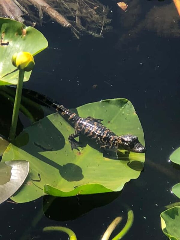Kissimmee 90 minute Everglades Wildlife Airboat Tour - Practical Details and Logistics