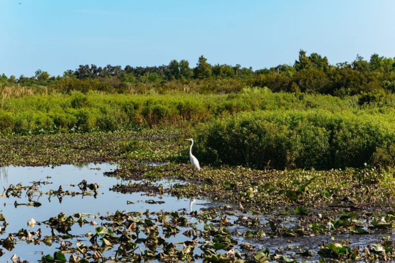 Kissimmee: Everglades Airboat Adventure Tour - Wildlife and Bird Watching in the Everglades