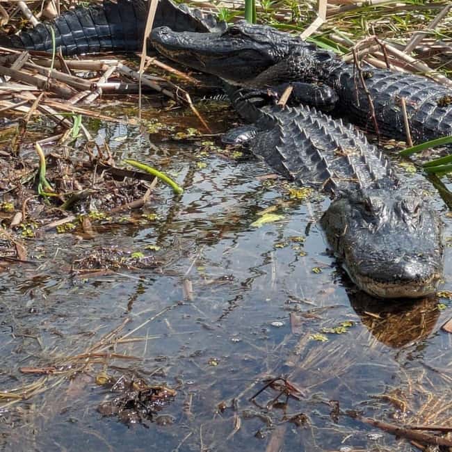 Kissimmee: Everglades Alligator and Wildlife Airboat Tour - Key Points