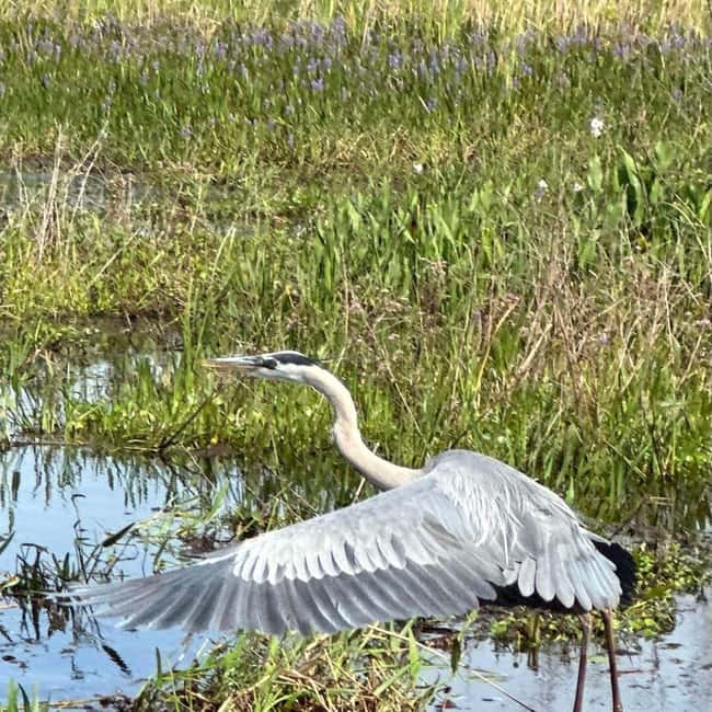Kissimmee: Everglades Alligator and Wildlife Airboat Tour - The Comfort and Convenience of the Meeting Point in Kissimmee