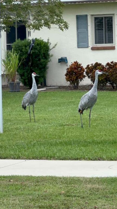 Kissimmee: Self-Guided Lakefront Tour on Electric Bike - Key Points