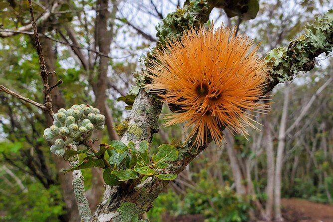 Klauea Hike and Lava Gazing with Native Hawaiian - Whats Included and Whats Not
