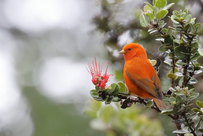 Klauea Hike and Lava Gazing with Native Hawaiian - The Expertise and Storytelling of Christian