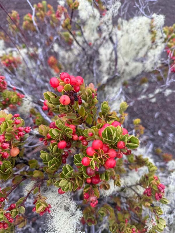 Klauea hike and lava gazing with Native Hawaiian - Key Points
