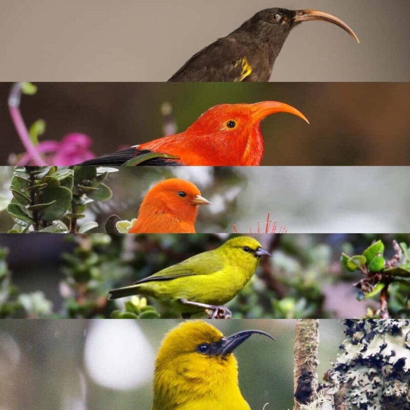 Klauea hike and lava gazing with Native Hawaiian - Visiting Key Volcanic Sites on the Tour