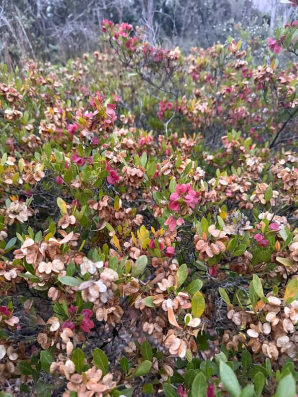 Klauea hike and lava gazing with Native Hawaiian - Logistics and Meeting Point
