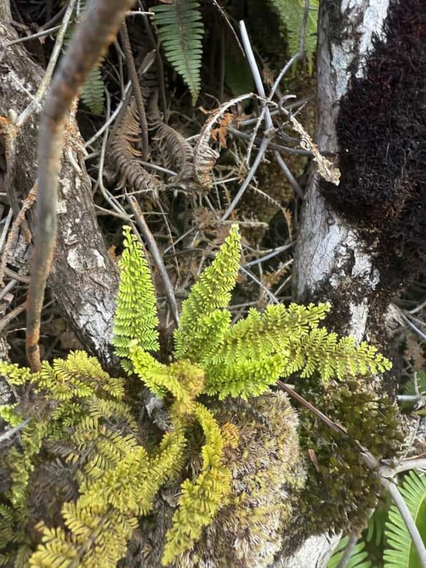 Klauea hike and lava gazing with Native Hawaiian - The Value of Authentic Hawaiian Guidance