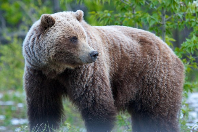 KLUANE NATIONAL PARK - Day-Trip from Whitehorse - Wildlife Viewing Opportunities on the Alaska Highway