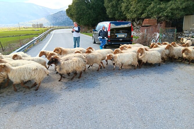 Knossos & Lasithi Plateau: Villages, Olive Oil Tour From Elounda - Visiting the Olive Oil Factory at Omalia