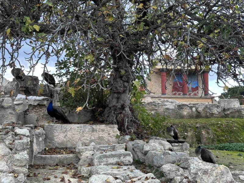 Knossos Palace Skip-the-Line Ticket & Private Guided Tour - The Guide: A Knowledgeable Storyteller and Educator