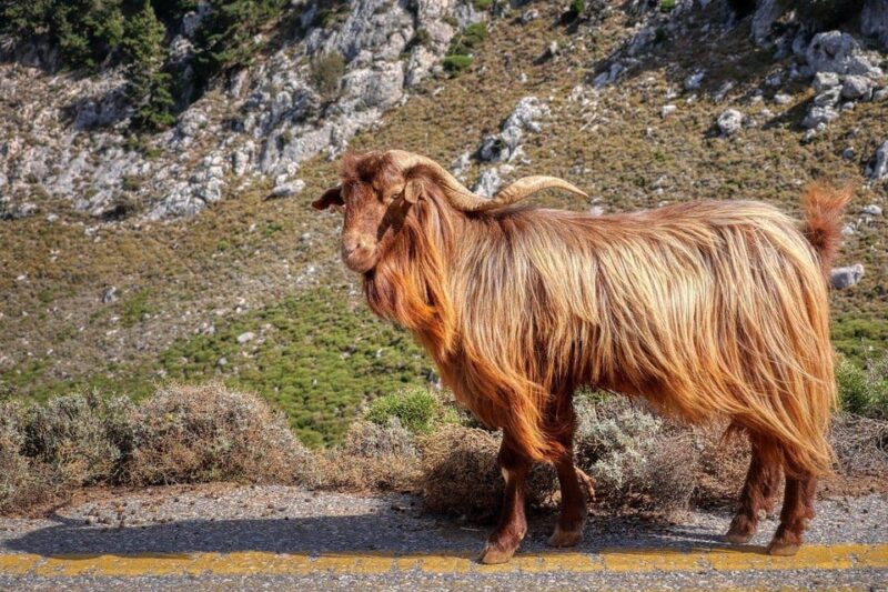Knossos, Tracing Zeus in Mythic Lands & Olive Mill | Private - The Legend of the Haunted Plane Tree