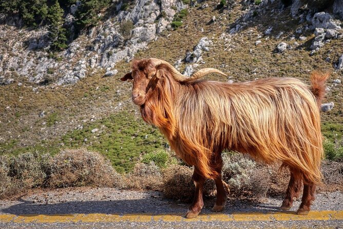 Knossos, Tracing Zeus in Mythic Landscapes & Olive Mill | Private - Windmills and the Character of Lasithi Plateau