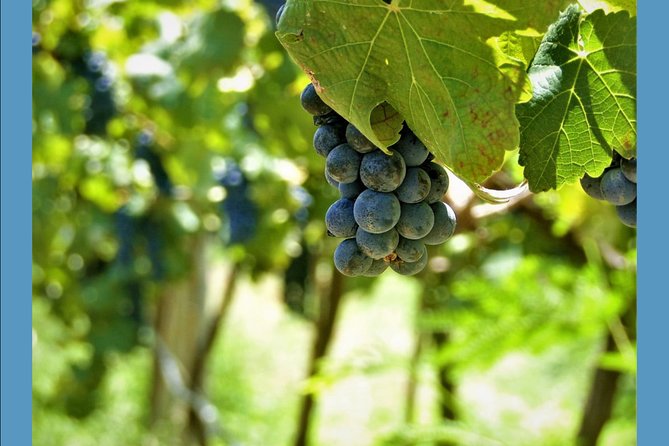 Knossos Wine & More - Pacing and Duration of the Day Trip