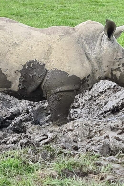 Knowsley: Safari Entry Tickets - Drive-Through Safari: Encountering Animals from Your Car