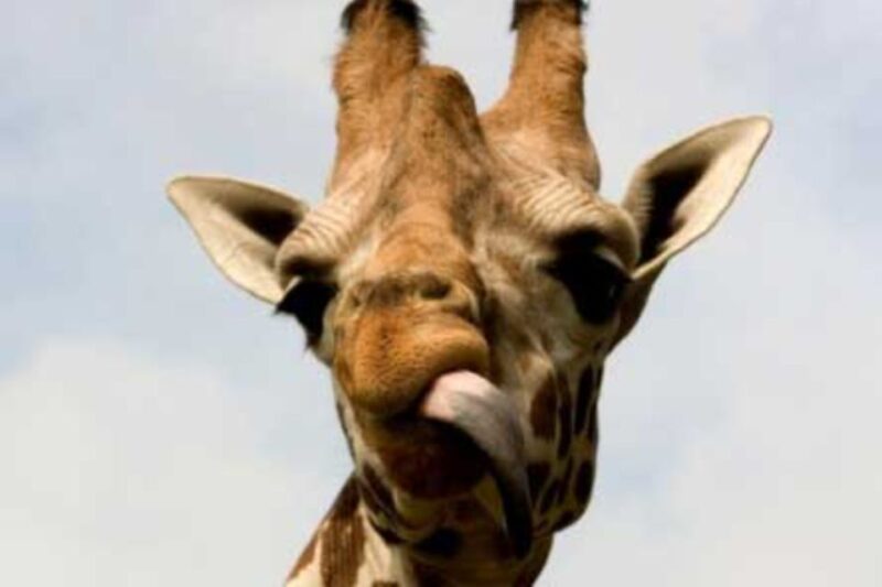 Knowsley: Safari Entry Tickets - Accessibility and Facilities at Knowsley Safari