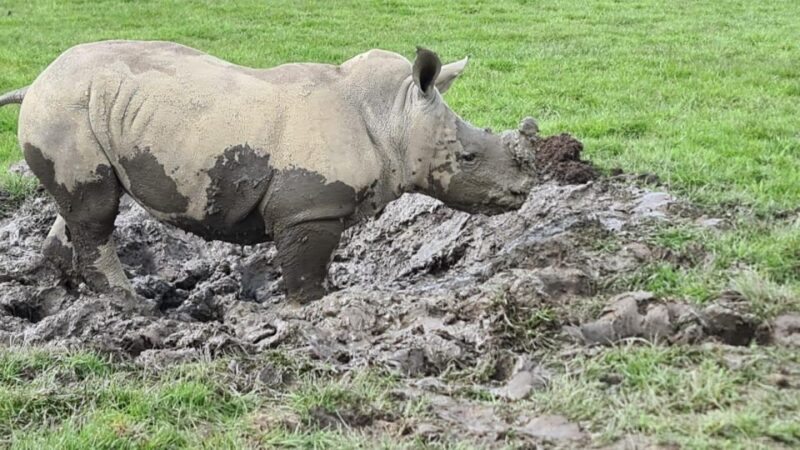 Knowsley: Safari Entry Tickets - What Makes Knowsley Safari Stand Out