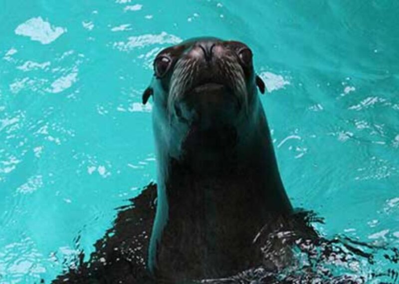 Knowsley: Safari Entry Tickets - Limitations to Keep in Mind