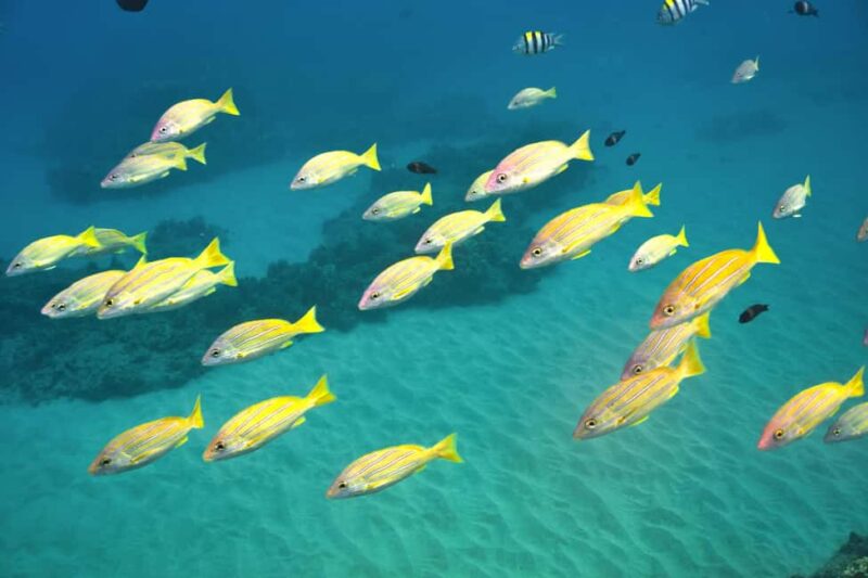 Ko Olina Exclusive Snorkel + Lunch - Guided Snorkeling in Clear Waters with Expert Instruction