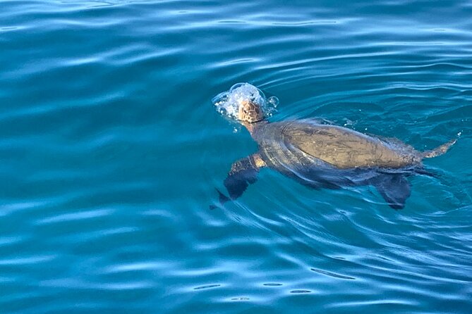 Ko Olina Glass Bottom Boat Tour - Key Points