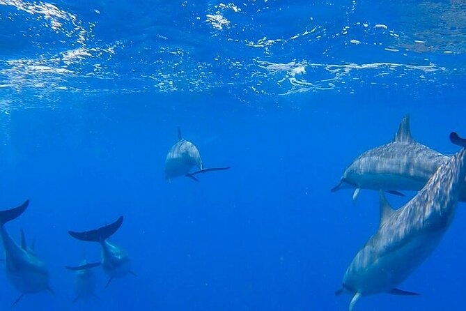 Ko Olina Glass Bottom Boat Tour - Stops Along the Tour: From Beaches to Resorts