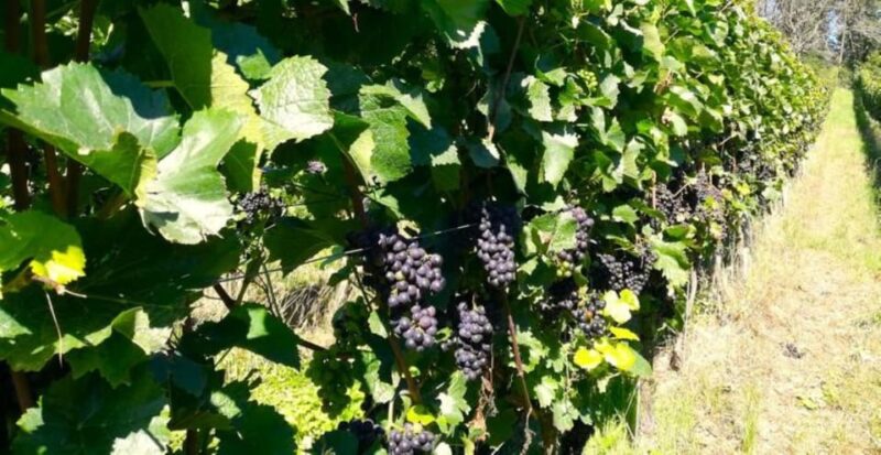 Koblenz: The Living Vineyard, Nature & Wine Enjoyment - Physical Requirements and Accessibility