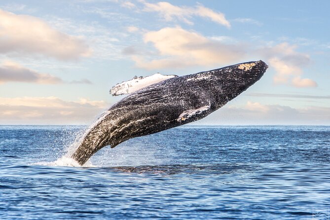 Kohola Whale Watching Excursion - Discover the Kohola Whale Watching Excursion on the Big Island