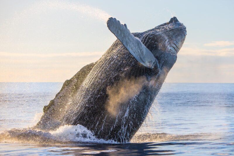 Kohola Whale Watching Excursion - Snacks, Beverages, and Practical Tips for the Trip