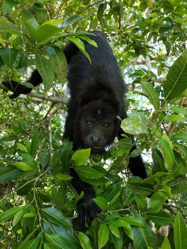 Kohunlich Mayan Ruins: With Professional Native Guides - Value and Overall Experience