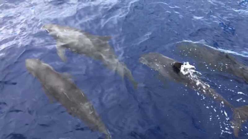 Kona: Afternoon Ali'i Adventure Snorkel and Sail - The Experience on the Luxurious 50-foot Catamaran