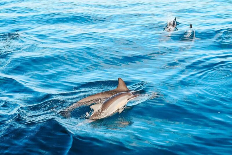 Kona Afternoon Dolphin Watch & Snorkel on the Big Isand - Key Points