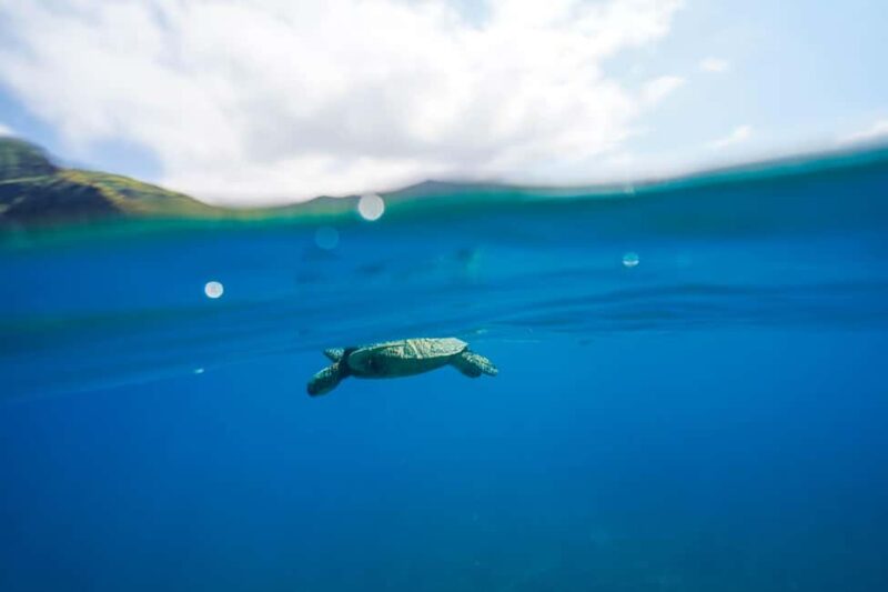 Kona Afternoon Dolphin Watch & Snorkel on the Big Isand - Important Tips for a Smooth Experience