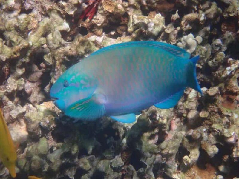 Kona: Captain Cook Snorkel Tour - Starting Point and Meeting Logistics in Keauhou