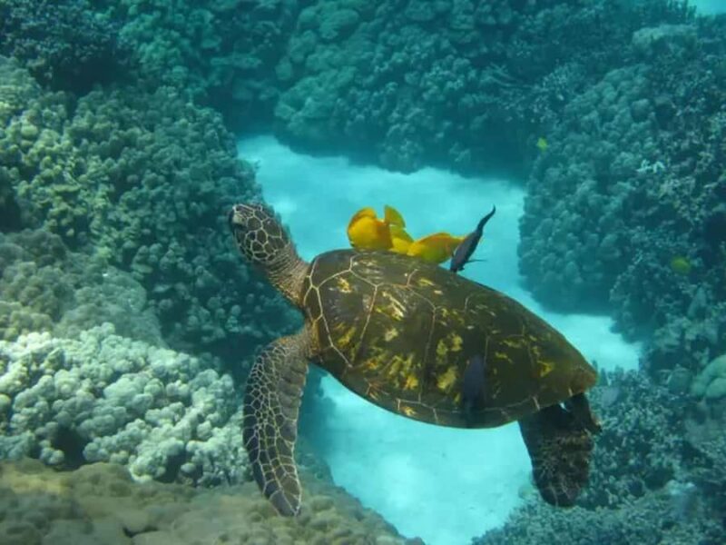 Kona: Captain Cook Snorkel Tour - The Historical Significance of the Captain Cook Monument