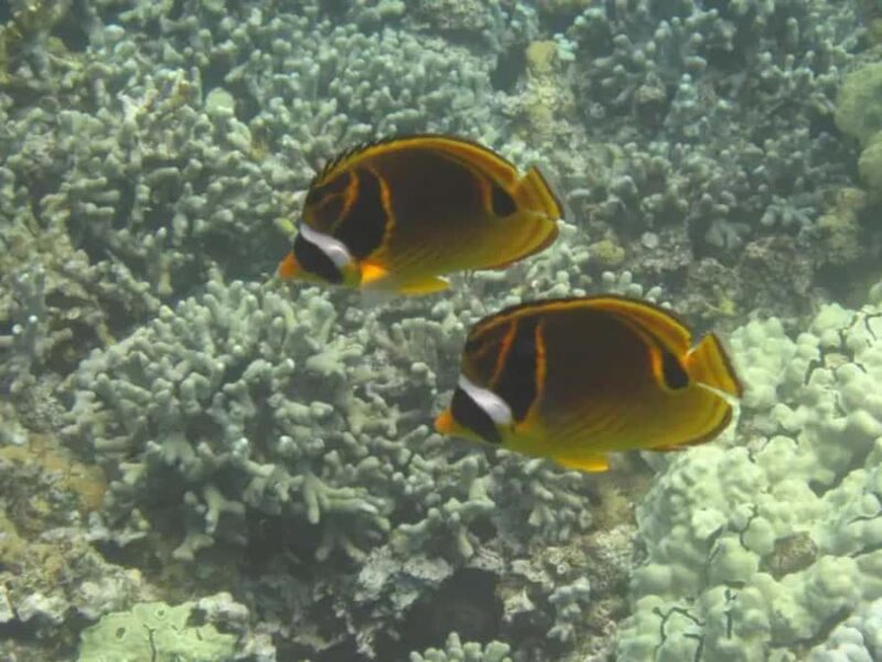 Kona: Captain Cook Snorkel Tour - Who Will Enjoy This Tour Most