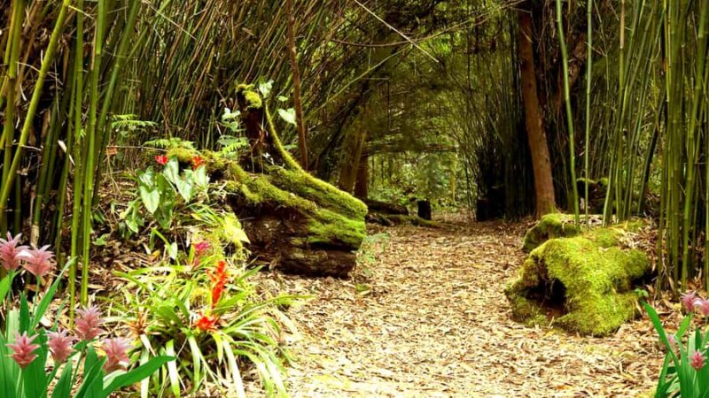 Kona: Cloud Forest, Coffee Farm, and Turtle Beach Tour - Explore the Unique Ecosystem of Kona Cloud Forest