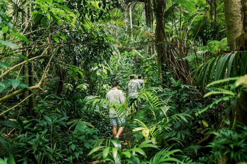 Kona Cloud Forest Sanctuary Montane Jungle Tour (2.5 hrs) - Walking the Extended Montane Jungle Trail