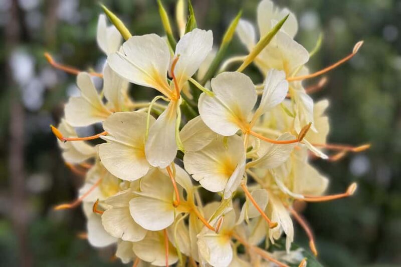 Kona Cloud Forest Sanctuary Montane Jungle Tour (2.5 hrs) - Practical Details: Logistics and Booking