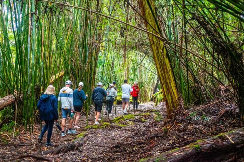 Kona Cloud Forest Sanctuary Montane Jungle Tour (2.5 hrs) - Comparing This Tour to Other Hawaii Experiences